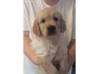 Golden Retriever Puppy for sale in West Point, IA, USA
