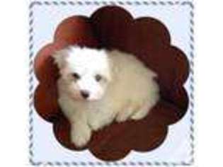 Maltese Puppy for sale in FINLEY, OK, USA