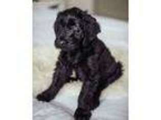 Mutt Puppy for sale in Owensboro, KY, USA