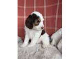 English Springer Spaniel Puppy for sale in Robesonia, PA, USA