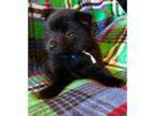 Schipperke Puppy for sale in Penrose, CO, USA