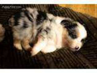 Miniature Australian Shepherd Puppy for sale in Catawba, NC, USA
