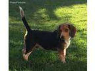 Beagle Puppy for sale in Roseville, CA, USA