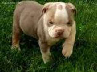 American Bulldog Puppy for sale in Milwaukee, WI, USA