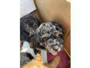 Mutt Puppy for sale in Ashville, AL, USA
