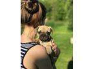 Medium Photo #1 Frenchie Pug Puppy For Sale in Ferndale, WA, USA