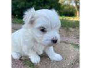 Maltese Puppy for sale in Beresford, SD, USA