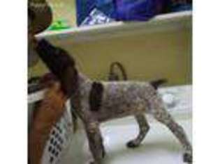 German Shorthaired Pointer Puppy for sale in Greenwood, VA, USA