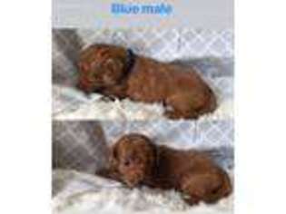 Labradoodle Puppy for sale in Whiteville, TN, USA