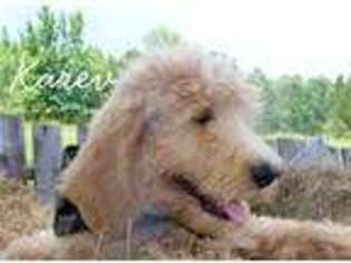 Goldendoodle Puppy for sale in Vardaman, MS, USA