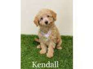 Goldendoodle Puppy for sale in Addison, IL, USA