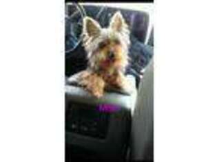 Yorkshire Terrier Puppy for sale in Palmdale, CA, USA