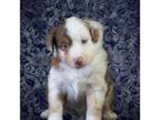 Miniature Australian Shepherd Puppy for sale in Hughson, CA, USA