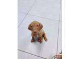 Vizsla Puppy for sale in Houston, TX, USA