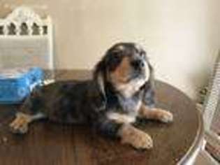Dachshund Puppy for sale in Perryville, MD, USA