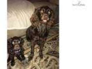 Boykin Spaniel Puppy for sale in Mobile, AL, USA