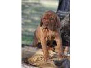Vizsla Puppy for sale in Rosebud, MO, USA