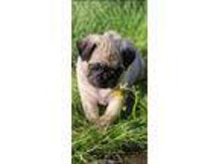 Pug Puppy for sale in Olympia, WA, USA