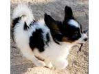 Papillon Puppy for sale in Mtn Home, ID, USA