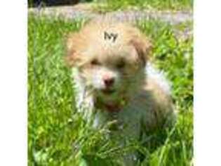 Havanese Puppy for sale in Millstadt, IL, USA