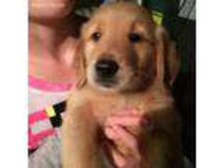 Golden Retriever Puppy for sale in Pendleton, KY, USA