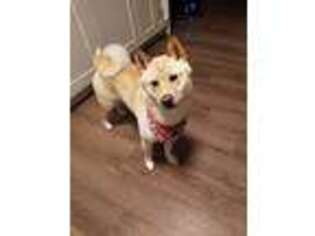 Shiba Inu Puppy for sale in Waverly, OH, USA