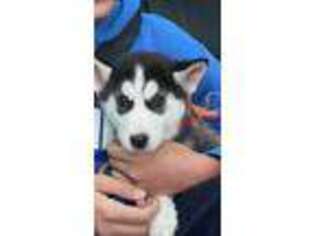Siberian Husky Puppy for sale in Oak Forest, IL, USA