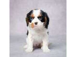 Cavalier King Charles Spaniel Puppy for sale in Apple Creek, OH, USA