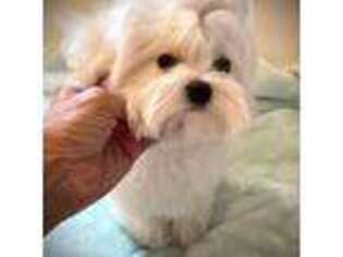 Maltese Puppy for sale in Covington, KY, USA