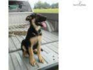 German Shepherd Dog Puppy for sale in Birmingham, AL, USA