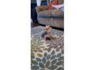 Mutt Puppy for sale in Trenton, MI, USA