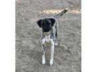 Anatolian Shepherd Puppy for sale in Ranchita, CA, USA