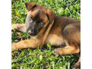 Belgian Malinois Puppy for sale in Katy, TX, USA