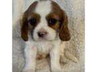 Cavalier King Charles Spaniel Puppy for sale in Trinidad, CO, USA