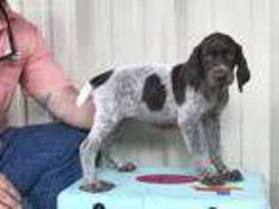 German Shorthaired Pointer Puppy for sale in Willis, TX, USA