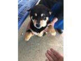 Shiba Inu Puppy for sale in Means, KY, USA