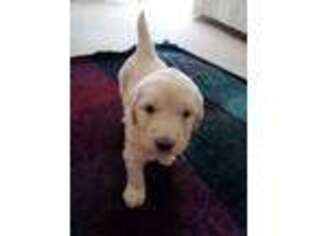 Goldendoodle Puppy for sale in Barron, WI, USA