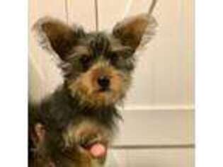 Yorkshire Terrier Puppy for sale in Emory, TX, USA