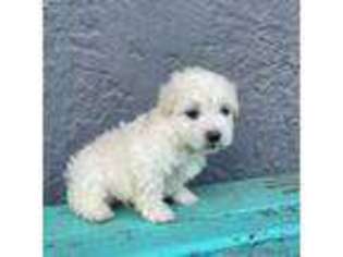Mutt Puppy for sale in Alpine, TX, USA