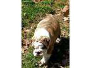 Bulldog Puppy for sale in Jeromesville, OH, USA