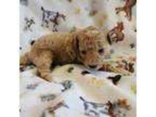 Mutt Puppy for sale in Ravenna, MI, USA