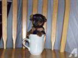 Yorkshire Terrier Puppy for sale in TRANSFER, PA, USA