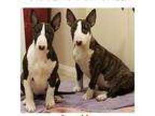 Bull Terrier Puppy for sale in Palmdale, CA, USA