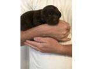 Labrador Retriever Puppy for sale in Rigby, ID, USA
