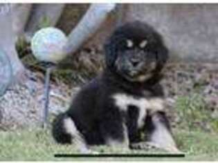 Tibetan Mastiff Puppy for sale in Cathedral City, CA, USA