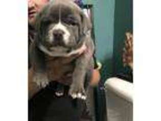 Mutt Puppy for sale in Wareham, MA, USA