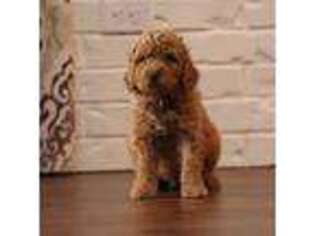 Goldendoodle Puppy for sale in Douglass, TX, USA