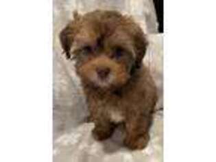 Havanese Puppy for sale in Clifton Park, NY, USA