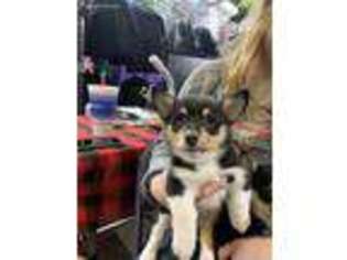 Pembroke Welsh Corgi Puppy for sale in Oklahoma City, OK, USA