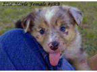 Miniature Australian Shepherd Puppy for sale in Paradise, TX, USA